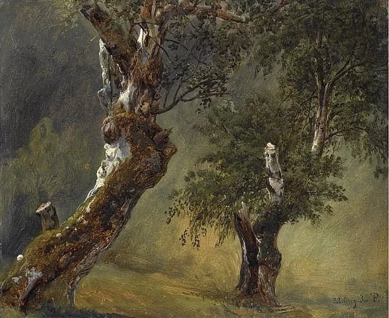 Studio di alberi